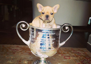 Puppy Trophy
