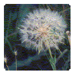 Dandelion - Like homework, a weed that is difficult to get rid of
