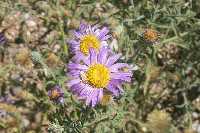Wildflowers - Lecture is a wild time (ugh)