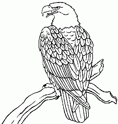 Bald Eagle