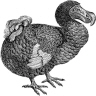 Dodo bird