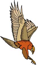 Hawk