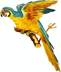 Macaw