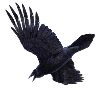 Raven