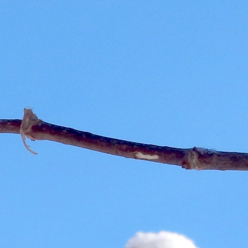 Snow branch