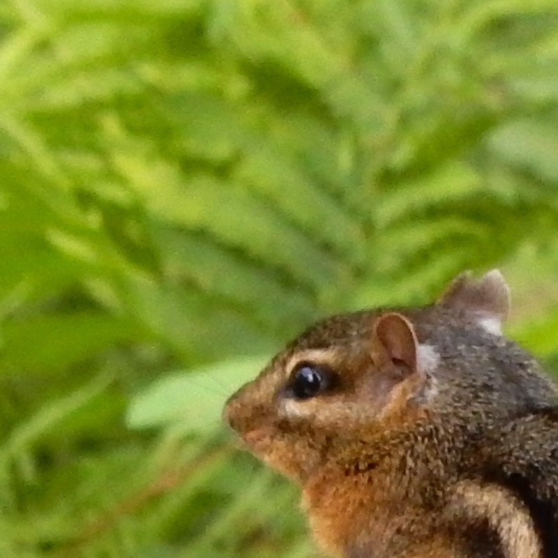 chipmunk on a frog