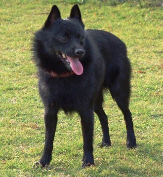 Angry schipperke